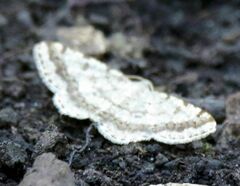 Digrammia ocellinata