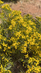 Gutierrezia sarothrae