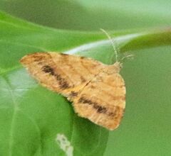 Mellilla xanthometata