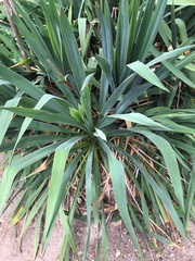 Yucca filamentosa filamentosa