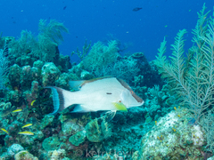 Lachnolaimus maximus