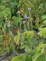 Veronica longifolia