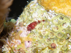 Acyrtus rubiginosus