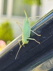 Meconema thalassinum