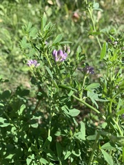 Medicago sativa