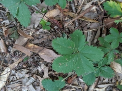 Potentilla simplex