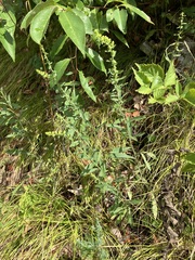 Solidago puberula