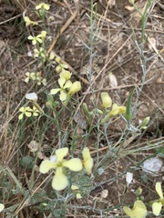 Raphanus raphanistrum