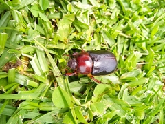 Coleoptera