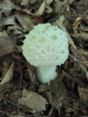Amanita cokeri