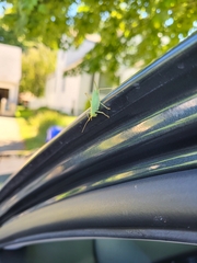 Meconema thalassinum