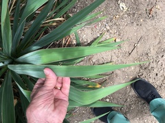 Yucca filamentosa filamentosa