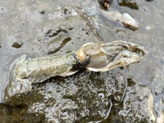 Upogebia
