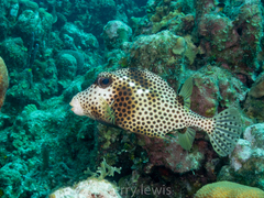 Lactophrys bicaudalis