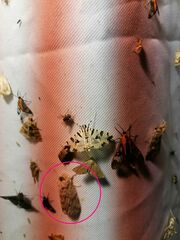 Noctuoidea