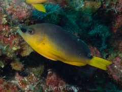 Hypoplectrus aberrans