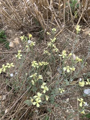 Raphanus raphanistrum