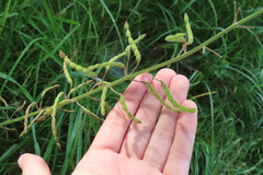 Desmodium illinoense