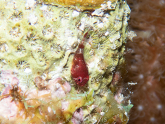 Acyrtus rubiginosus