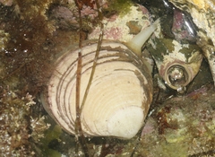 Semele decisa