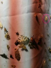 Noctuoidea