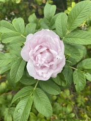 Rosa rugosa