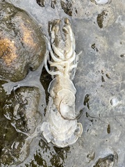 Upogebia