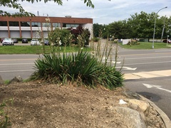 Yucca filamentosa filamentosa