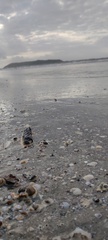 Mollusca