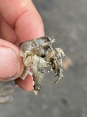 Upogebia