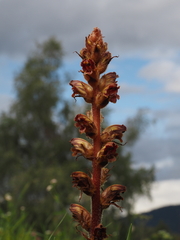 Orobanche