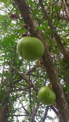 Crescentia alata