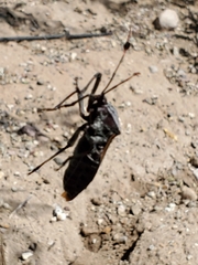 Pachylis neocalifornicus