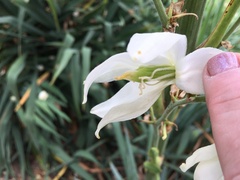 Yucca filamentosa filamentosa
