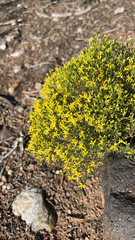 Gutierrezia sarothrae