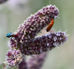 Rhagonycha fulva