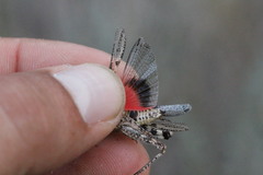 Acrotylus insubricus