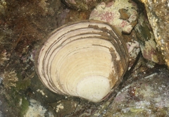 Semele decisa