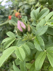 Rosa rugosa