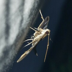 Desmia