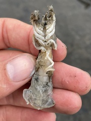 Upogebia