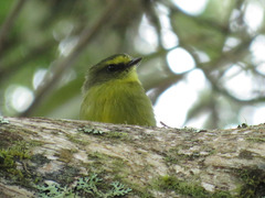 Silvicultrix diadema