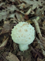 Amanita cokeri