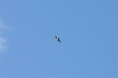 Petrochelidon pyrrhonota