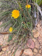 Oedera imbricata
