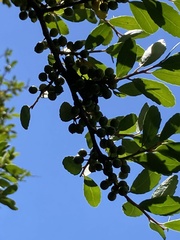 Ilex vomitoria