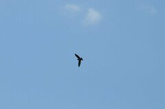 Petrochelidon pyrrhonota