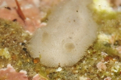 Atagema alba