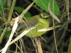 Silvicultrix diadema