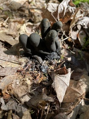 Xylaria polymorpha